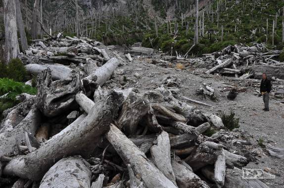 Trilha para subir o vulcão Chaitén passa pelos restos da antiga floresta que existia na região antes da erupção em 2008, no sul do Chile
